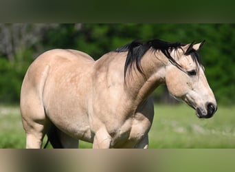 American Quarter Horse, Wałach, 9 lat, 152 cm, Jelenia
