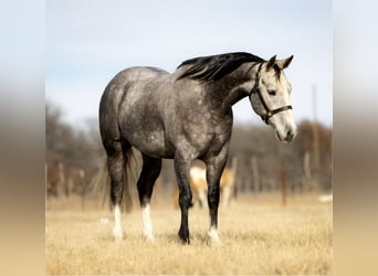 American Quarter Horse, Wałach, 9 lat, 152 cm, Siwa jabłkowita