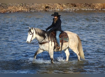 American Quarter Horse, Wałach, 9 lat, 152 cm, Siwa