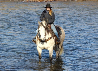 American Quarter Horse, Wałach, 9 lat, 152 cm, Siwa