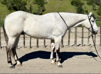 American Quarter Horse, Wałach, 9 lat, 152 cm, Siwa