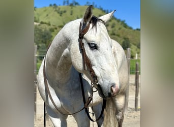 American Quarter Horse, Wałach, 9 lat, 152 cm, Siwa