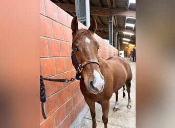 American Quarter Horse, Wałach, 9 lat, 153 cm, Kasztanowata