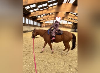 American Quarter Horse, Wałach, 9 lat, 153 cm, Kasztanowata