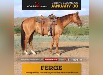 American Quarter Horse, Wałach, 9 lat, 155 cm, Bułana