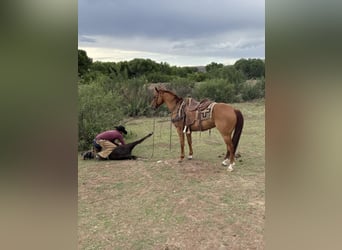 American Quarter Horse, Wałach, 9 lat, 155 cm, Bułana