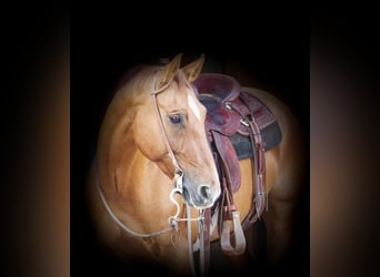 American Quarter Horse, Wałach, 9 lat, 155 cm, Bułana