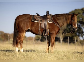 American Quarter Horse, Wałach, 9 lat, 155 cm, Ciemnokasztanowata