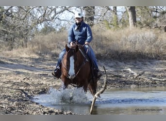 American Quarter Horse, Wałach, 9 lat, 155 cm, Ciemnokasztanowata