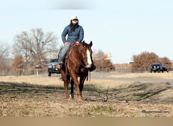 American Quarter Horse, Wałach, 9 lat, 155 cm, Ciemnokasztanowata