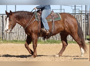 American Quarter Horse, Wałach, 9 lat, 155 cm, Ciemnokasztanowata