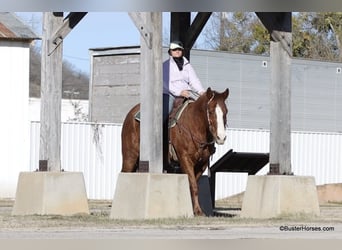 American Quarter Horse, Wałach, 9 lat, 155 cm, Ciemnokasztanowata