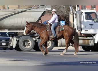 American Quarter Horse, Wałach, 9 lat, 155 cm, Ciemnokasztanowata