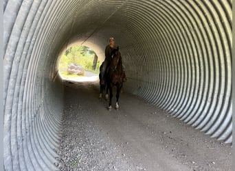 American Quarter Horse, Wałach, 9 lat, 155 cm, Gniada
