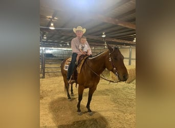 American Quarter Horse, Wałach, 9 lat, 155 cm, Gniada