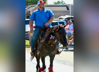 American Quarter Horse, Wałach, 9 lat, 155 cm, Grullo