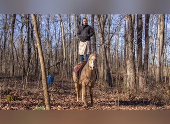 American Quarter Horse, Wałach, 9 lat, 155 cm, Izabelowata