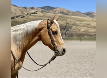 American Quarter Horse, Wałach, 9 lat, 155 cm, Izabelowata