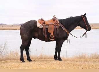 American Quarter Horse, Wałach, 9 lat, 155 cm, Karodereszowata