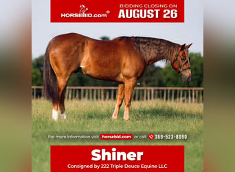 American Quarter Horse, Wałach, 9 lat, 155 cm, Kasztanowata