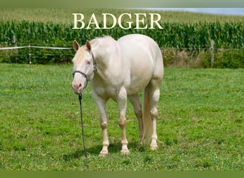 American Quarter Horse, Wałach, 9 lat, 155 cm, Perlino