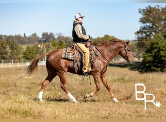 American Quarter Horse, Wałach, 9 lat, 157 cm, Ciemnokasztanowata