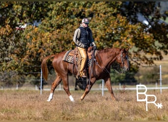 American Quarter Horse, Wałach, 9 lat, 157 cm, Ciemnokasztanowata