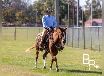 American Quarter Horse, Wałach, 9 lat, 157 cm, Ciemnokasztanowata