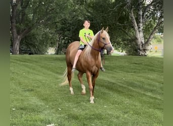 American Quarter Horse, Wałach, 9 lat, 157 cm, Izabelowata