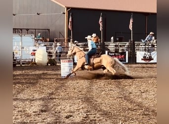 American Quarter Horse, Wałach, 9 lat, 157 cm, Izabelowata