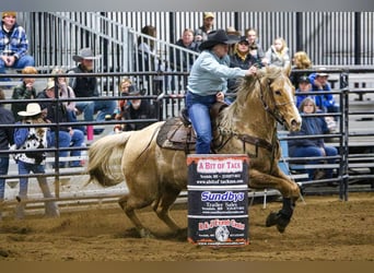 American Quarter Horse, Wałach, 9 lat, 157 cm, Izabelowata