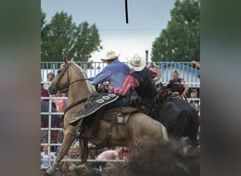 American Quarter Horse, Wałach, 9 lat, 157 cm, Izabelowata