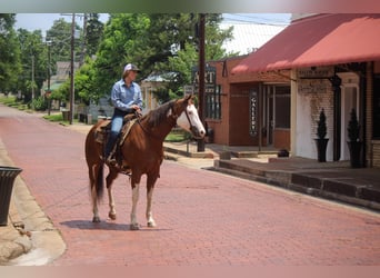 American Quarter Horse, Wałach, 9 lat, 157 cm, Overo wszelkich maści