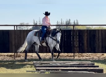 American Quarter Horse, Wałach, 9 lat, 157 cm, Siwa