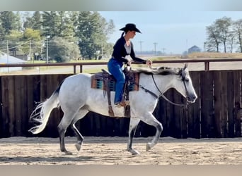 American Quarter Horse, Wałach, 9 lat, 157 cm, Siwa