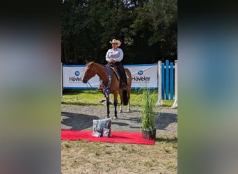 American Quarter Horse, Wałach, 9 lat, 159 cm, Gniada