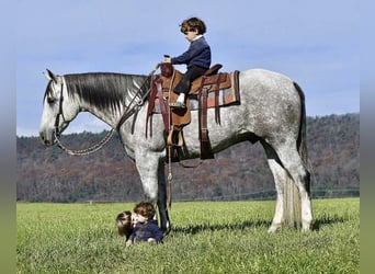 American Quarter Horse, Wałach, 9 lat, 160 cm, Siwa