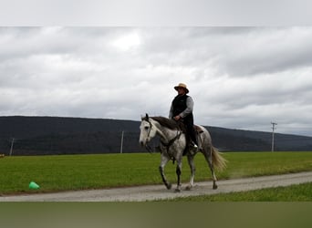 American Quarter Horse, Wałach, 9 lat, 160 cm, Siwa