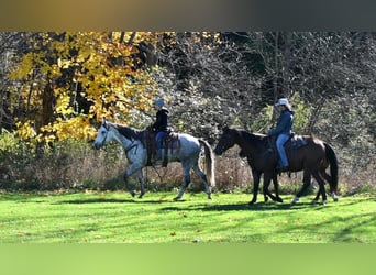 American Quarter Horse, Wałach, 9 lat, 160 cm, Siwa