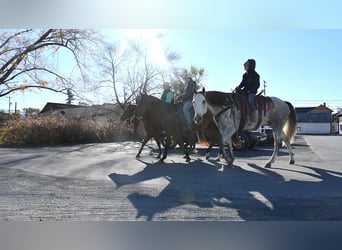 American Quarter Horse, Wałach, 9 lat, 160 cm, Siwa