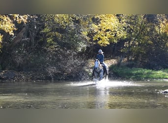 American Quarter Horse, Wałach, 9 lat, 160 cm, Siwa