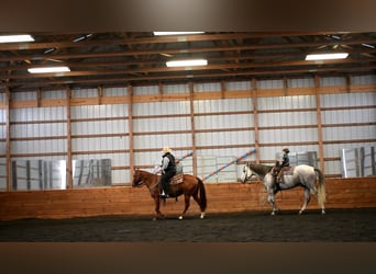 American Quarter Horse, Wałach, 9 lat, 160 cm, Siwa