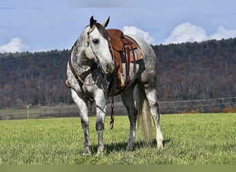 American Quarter Horse, Wałach, 9 lat, 160 cm, Siwa