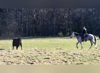 American Quarter Horse, Wałach, 9 lat, 160 cm, Siwa