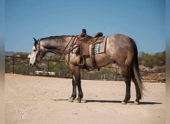 American Quarter Horse, Wałach, 9 lat, 160 cm, Siwa