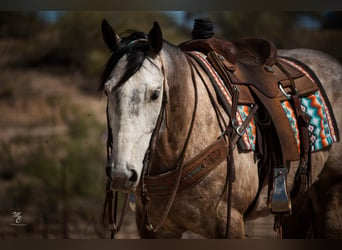 American Quarter Horse, Wałach, 9 lat, 160 cm, Siwa