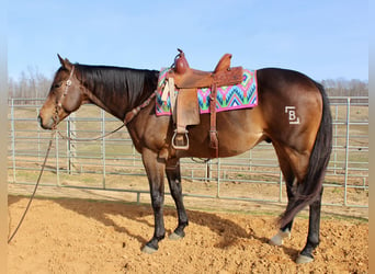 American Quarter Horse, Wałach, 9 lat, 163 cm, Gniada