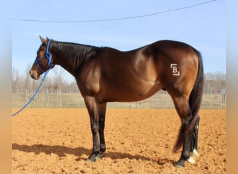 American Quarter Horse, Wałach, 9 lat, 163 cm, Gniada