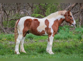 American Quarter Horse, Wałach, 9 lat, 165 cm, Ciemnokasztanowata