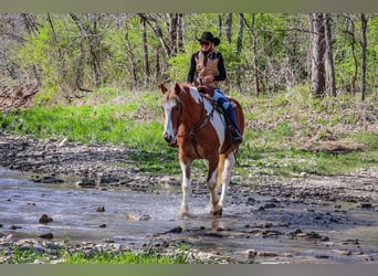 American Quarter Horse, Wałach, 9 lat, 165 cm, Ciemnokasztanowata